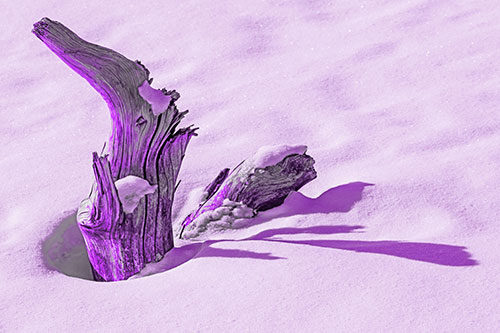 Shadow Casting Tree Trunk Waving Among Snow (Purple Tone)