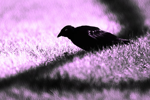 Shadow Standing Grackle Bird Leaning Forward On Grass (Purple Tone Photo)