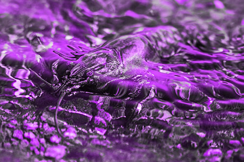 Shallow Submerged Crayfish Keeping Watch Among River (Purple Tone Photo)