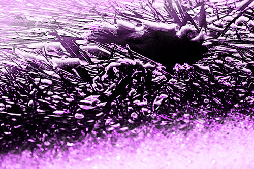 Shattered Ice Crystals Surround Water Hole (Purple Tone Photo)