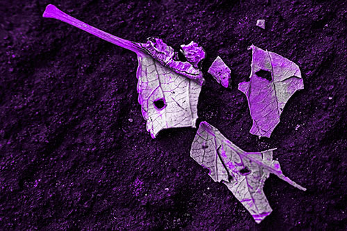 Shattered Leaf Face Separating Atop Pavement (Purple Tone)
