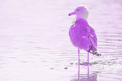 Shore Standing Seagull Watches Across Lake (Purple Tone)
