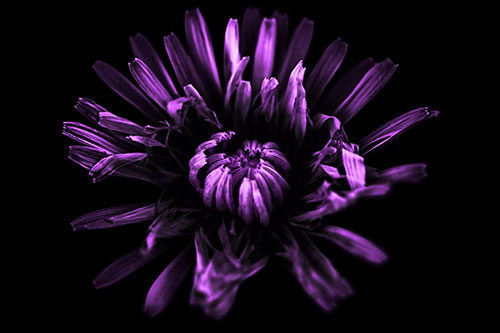 Shriveled Taraxacum Flower Blooming (Purple Tone Photo)