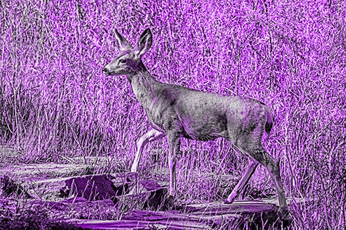 Side Glancing Mule Deer Walking Up Stepping Stones (Purple Tone)