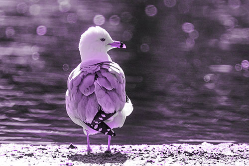 Sideways Glancing Seagull Observing Lake Surroundings (Purple Tone)