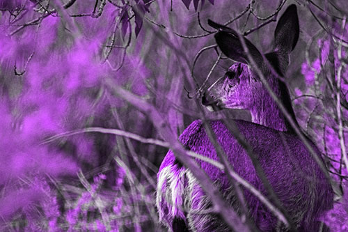 Sideways Glancing White Tailed Deer Beyond Tree Branches (Purple Tone Photo)