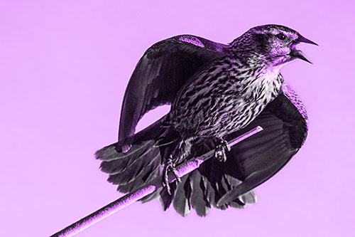 Singing Female Red Winged Blackbird Gripping Broken Cattail (Purple Tone)