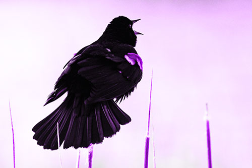 Singing Red Winged Blackbird Atop Cattail Branch (Purple Tone Photo)