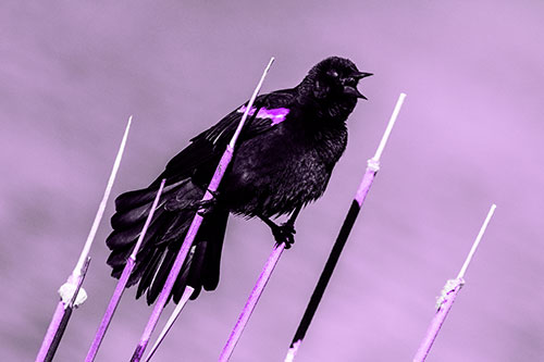 Singing Red Winged Blackbird Gripping Ahold Between Leaning Cattail Branches (Purple Tone)