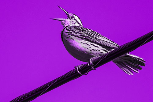 Singing Western Meadowlark Perched Atop Powerline Wire (Purple Tone Photo)
