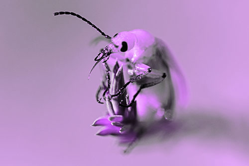 Sitting Blister Beetle Riding Plant Top (Purple Tone)