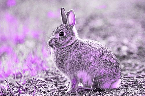 Sitting Bunny Rabbit Perched Beside Grass Blade (Purple Tone Photo)