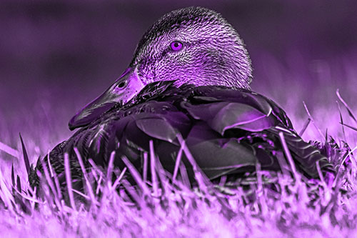 Sitting Mallard Duck Resting Among Grass (Purple Tone Photo)