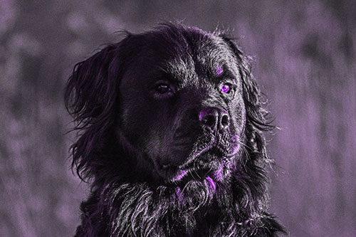 Sitting Rottweiler Dog Poses Among Sunrise (Purple Tone)