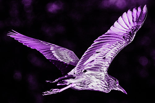 Skittish Black Crowned Night Heron Flying Towards Seclusion (Purple Tone)