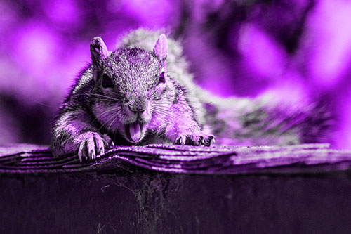 Sleepy Squirrel Yawning Among Rooftop (Purple Tone)