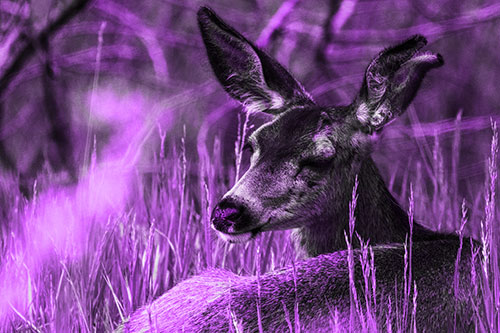Sleepy White Tailed Deer Enjoying Happy Dreams (Purple Tone Photo)