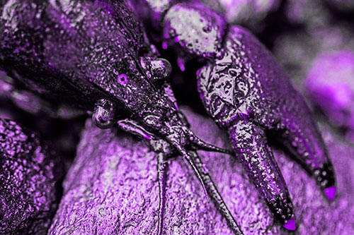 Slimy Crayfish Rests Claw Beside Head (Purple Tone Photo)
