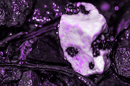 Slimy Extraterrestrial Alien Faced Rock Head (Purple Tone Photo)