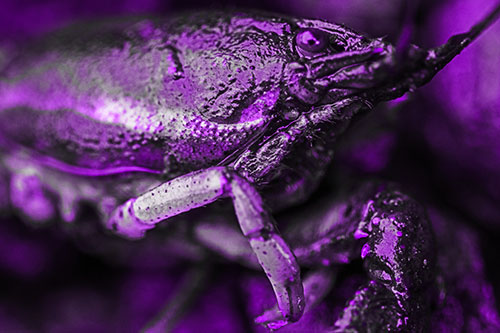 Slimy Wet Bulging Eyed Crayfish (Purple Tone Photo)