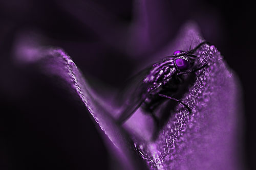 Sloping Cluster Fly Hangs Onto Leaf Petal (Purple Tone)