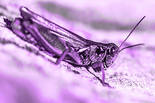 Sloping Grasshopper Enjoying Sunshine Among Tree Stump (Purple Tone Photo)