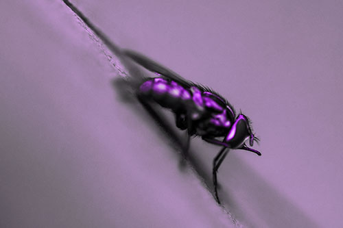 Sloping Perched Cluster Fly Cleaning Itself (Purple Tone)