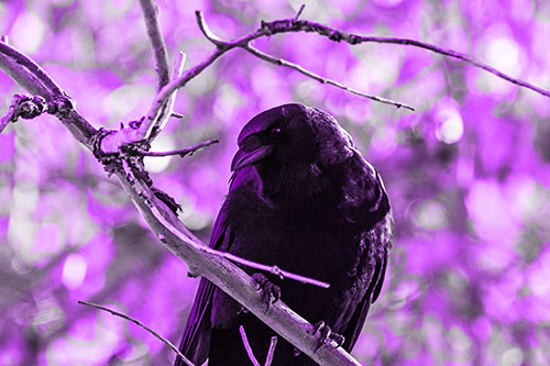 Sloping Perched Crow Glancing Downward Atop Tree Branch (Purple Tone Photo)