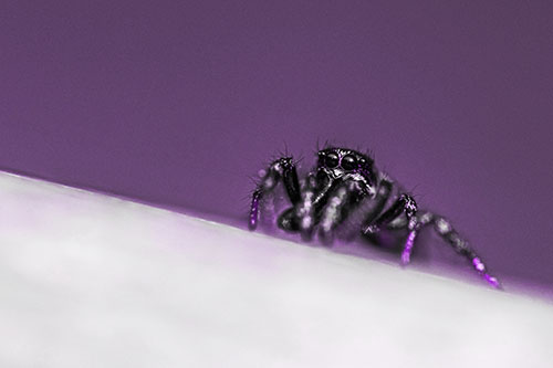 Sloping Perched Jumping Spider Watches Closely (Purple Tone)