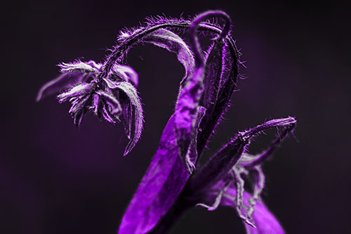 Slouching Hairy Stemmed Weed Plant (Purple Tone Photo)
