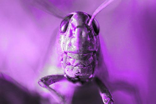 Smiling Grasshopper Enjoying Sunshine (Purple Tone Photo)