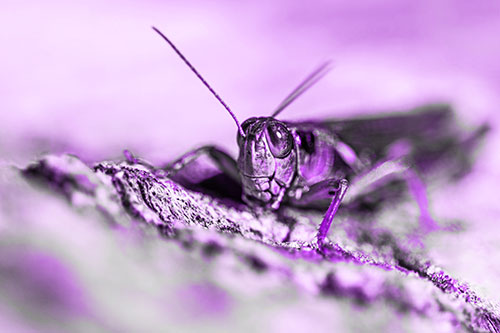 Smiling Grasshopper Grabbing Ahold Tree Stump (Purple Tone Photo)