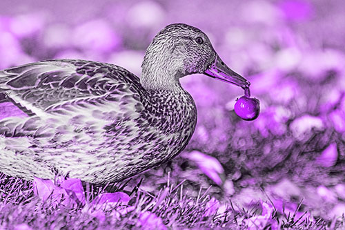 Smiling Mallard Duck Carries Cherry Across Grass (Purple Tone)