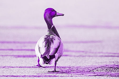 Smiling Mallard Duck Walking Down Sidewalk (Purple Tone Photo)