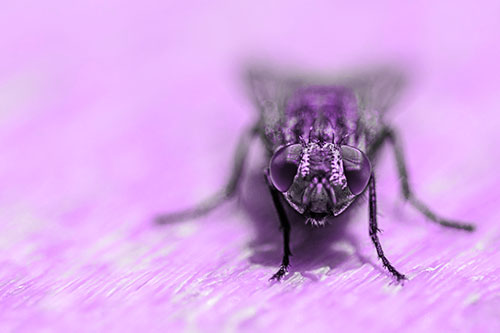 Smirking Open Mouthed Cluster Fly Watching Closely (Purple Tone)