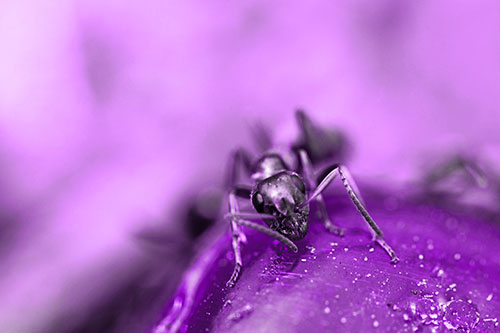 Snarling Carpenter Ant Guarding Sugary Treat (Purple Tone Photo)