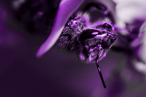 Snarling Honey Bee Clinging Flower Petal (Purple Tone Photo)