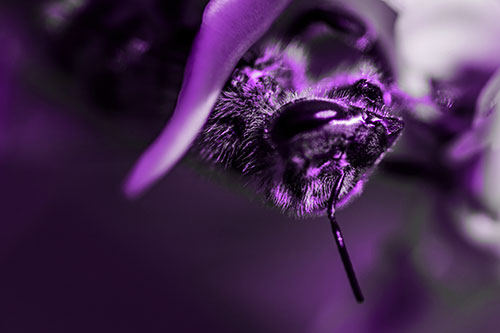 Snarling Honey Bee Clinging Flower Petal (Purple Tone)