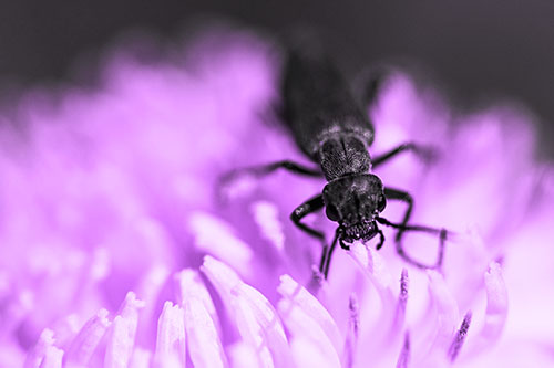 Snarling Oedemera Beetle Eating Dandelion Pollen (Purple Tone)