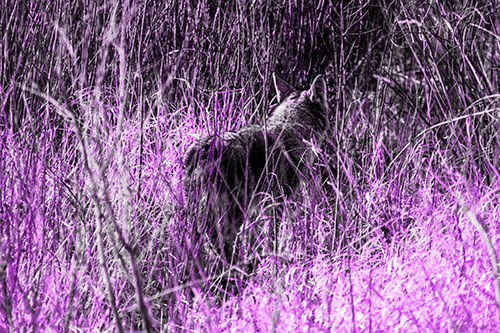 Sneaking Coyote Hunting Through Trees (Purple Tone Photo)