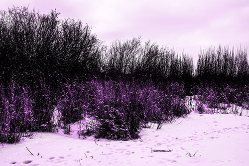 Snow Covered Tall Grass Surrounding Trees (Purple Tone Photo)