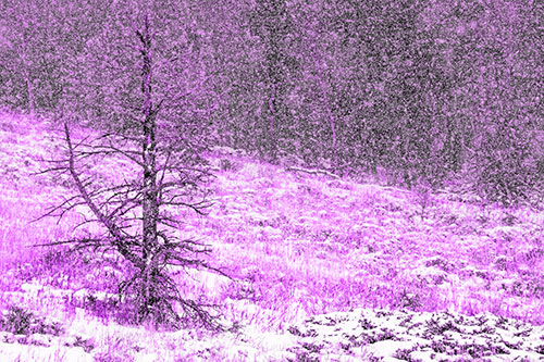 Snow Covers Dead Christmas Tree (Purple Tone Photo)