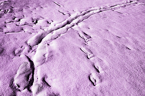 Snow Drifts Cover Footprint Trails (Purple Tone Photo)