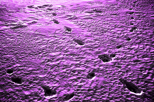 Snow Footprint Trails Crossing Paths (Purple Tone Photo)