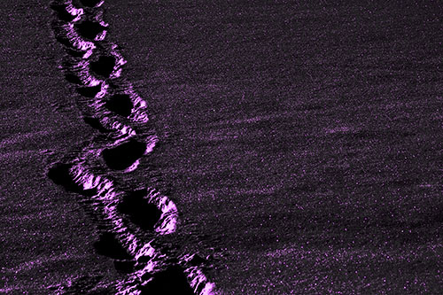 Snow Footprints Across Frozen Lake (Purple Tone Photo)