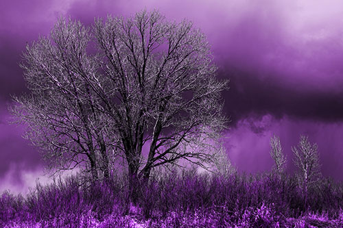 Snowstorm Clouds Beyond Dead Leafless Trees (Purple Tone Photo)