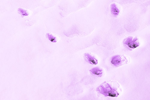Snowy Animal Footprints Changing Direction (Purple Tone Photo)