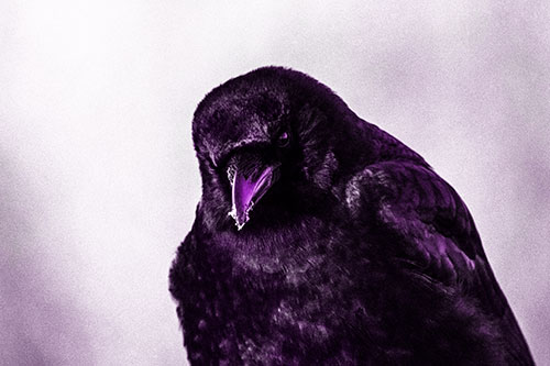 Snowy Beaked Crow Hunched Over (Purple Tone Photo)