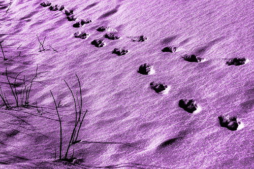Snowy Footprints Along Dead Branches (Purple Tone Photo)