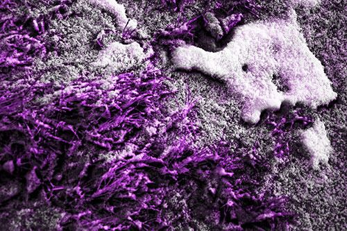 Snowy Grass Forming Demonic Horned Creature (Purple Tone Photo)